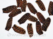 Mecynorrhina harrisi eximia skalbagge täckvingar, 2 cm