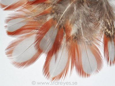Tragopan fasan tupp fjädrar från bröst, 6-7 cm